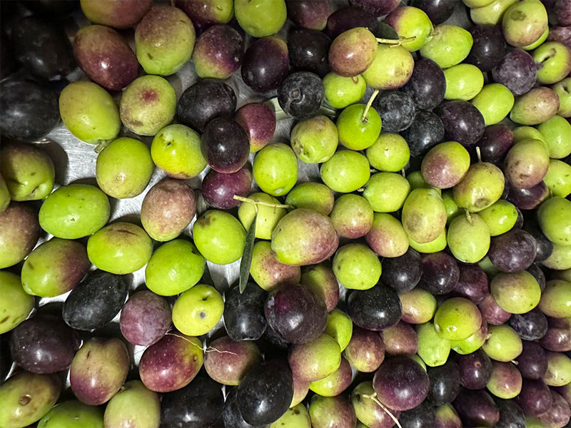 Çanakkale Dalından organik zeytin